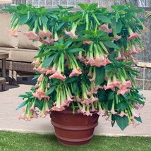 15 Seeds Angels Trumpet Angels Porcelain Pink Flowers Fast US Shipping - £7.49 GBP