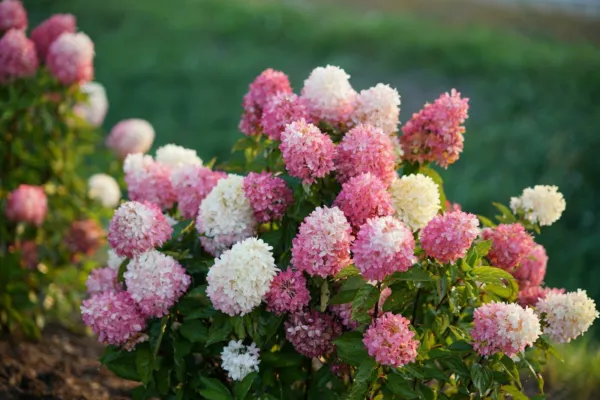 1 Zinfin Doll Hydrangea Starter Plant White Pink & Red All At Once Fresh Garden - $53.98