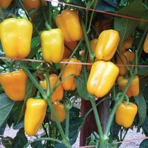 USA SELLER Dinky Sweet Petite Mini Bell Pepper Seeds Fast Shipping - $9.80