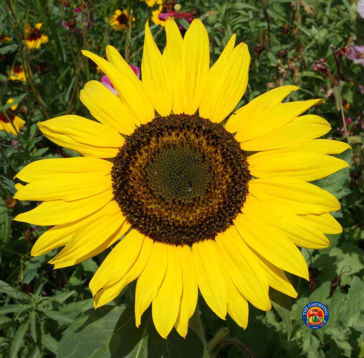 100 Sunflower Sunspot Flower Seeds Helianthus annuus - $9.29