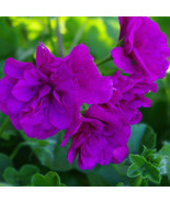 Hot New BELLFARM Ivy Geranium &#39;Vagabond&#39; Seeds, 10 Seeds / Pack, Pelargo... - $6.49