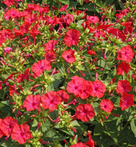 FA Store 25 Seeds Four O’Clock Hummingbird Red Mirabilis Jalapa Night Blooms - £8.45 GBP