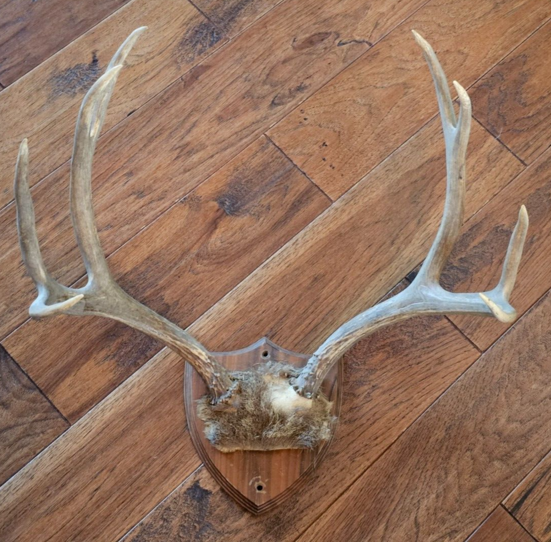 22" wide 4x4 Colorado MULE DEER RACK antlers whitetail mount sheds taxidermy Item image 2