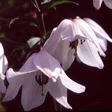 200 Seeds Garland Lilium Brownii Lily Flower Seeds White Red Stripes Double Item image 4