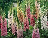 9000 Digitalis Excelsior Mix Foxglove Seeds Non Gmo Fast Shipping - £7.22 GBP