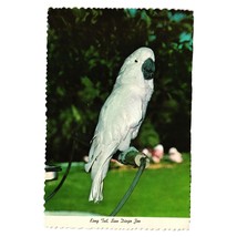 Vintage Postcard King Tut Cockatoo Parrot San Diego Zoo Animals 4ED.358 - £5.34 GBP