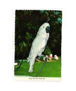 Vintage Postcard King Tut Cockatoo Parrot San Diego Zoo Animals 4ED.358 - £5.35 GBP
