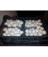 MIX 30gr MUSHROOMS SEEDS, for growing on logs/supstrats/Shiitake,Button,... - $41.49 CAD