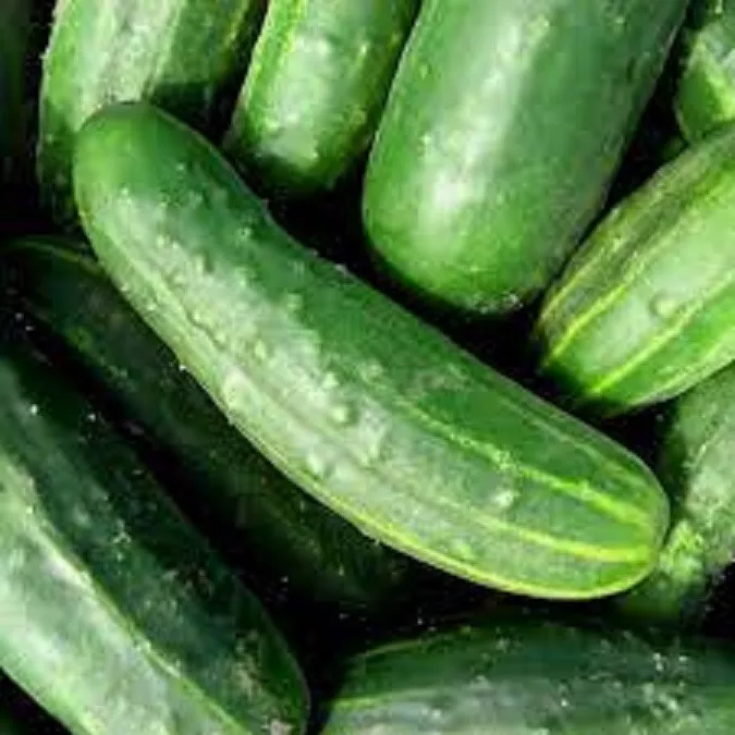 25 Seeds Marketer Cucumber Edible Gardening Fresh USA Seller - £9.92 GBP