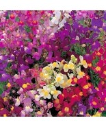 PowerOn 50+ Spurred Snapdragon Annual Fower Seeds Mix /Long Lasting Annu... - £5.77 GBP