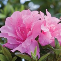 SEPTH Encore® Autumn Carnation® Reblooming Azalea - Live Plant - Full Gallon Pot - £28.17 GBP