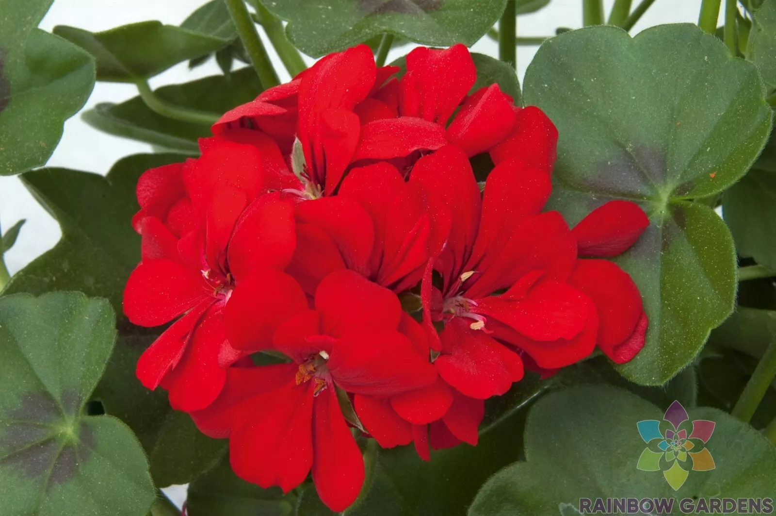 25 Precision Scarlet Red Ivy Leaf Geranium Seeds Fresh Seeds - £9.84 GBP