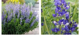 Baptisia australis | Blue False Indigo | Starter Plant Plug | Pea Family | Showy - £28.85 GBP