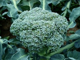 Fresh Garden 300 Calabrese Green Sprouting Broccoli Seeds NON-GMO - $8.79