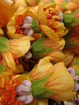 30 Mixed Colors Flowering Maple Abutilon Chinese Bell Flower Tree Seeds ... - $15.20