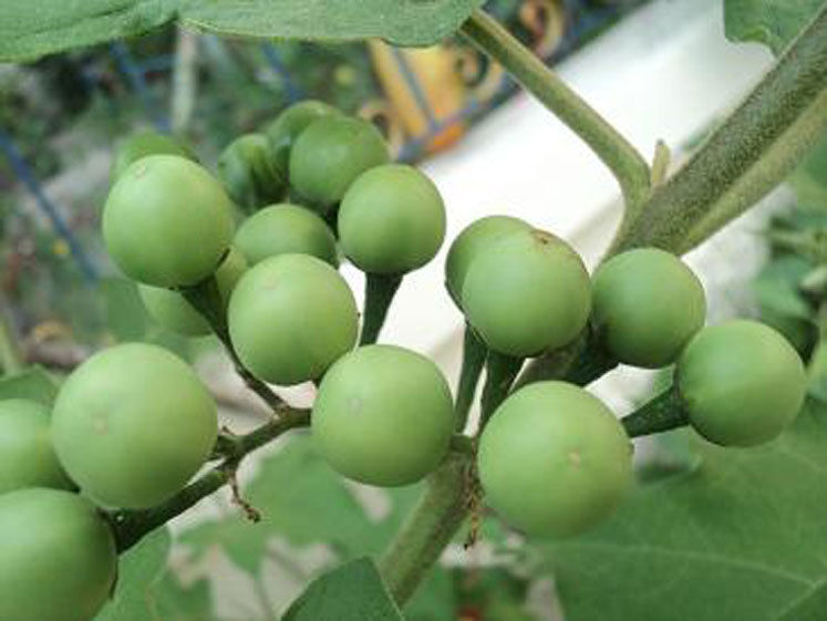 Thai Makheua Puang Pea Vegetable Plate Brush Eggplant 30+ seeds