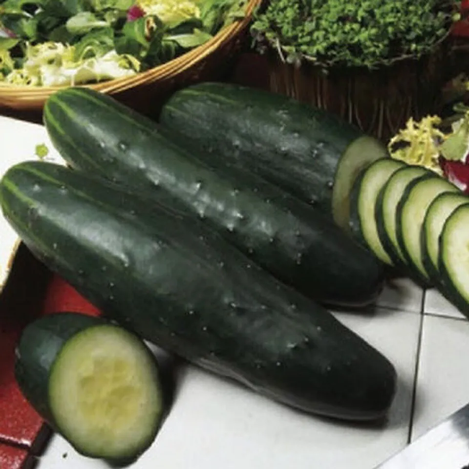 50 Seeds Cucumber Marketer Vegetable Garden Non-Gmo Seller US - £7.47 GBP