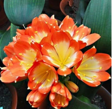 1 Medium Flower Real Bowl clivia pots Blooming Plants Happy Farm HMJ 16 (Color:  - $7.99