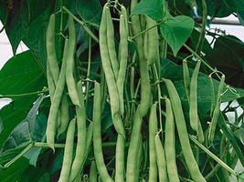Bush Blue Lake Beans Heirloom Green String Non GMO Classic beauty - AF Seeds - £4.28 GBP