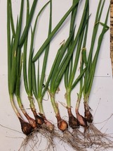 Egyptian Walking Onion PLANTS Grown in chemical free soil; FREE SHIPPING - $20.47 CAD+