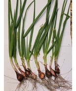 Egyptian Walking Onion PLANTS Grown in chemical free soil; FREE SHIPPING - $14.95+