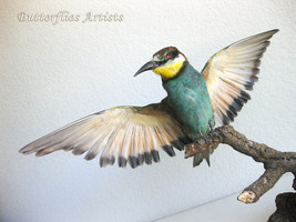 European Bee-Eater Real Bird Taxidermy Stuffed Hunting Trophy Scientific Zoology - $348.99