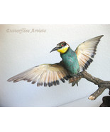 European Bee-Eater Real Bird Taxidermy Stuffed Hunting Trophy Scientific... - £262.25 GBP