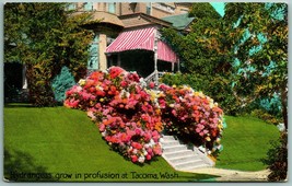 Hydrangea Flowers at Residence Tacoma Washington WA UNP Unused DB Postcard F15 - £2.06 GBP