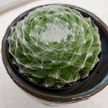 Succulent Beautiful Sempervivum Arachnoideum Cactus Live Plant - £22.48 GBP