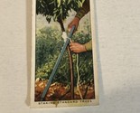 Staking Standard Trees WD &amp; HO Wills Vintage Cigarette Card #16 - £2.35 GBP