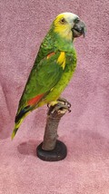 Turquoise Fronted Amazon Parrot Taxidermy Mount - £518.38 GBP