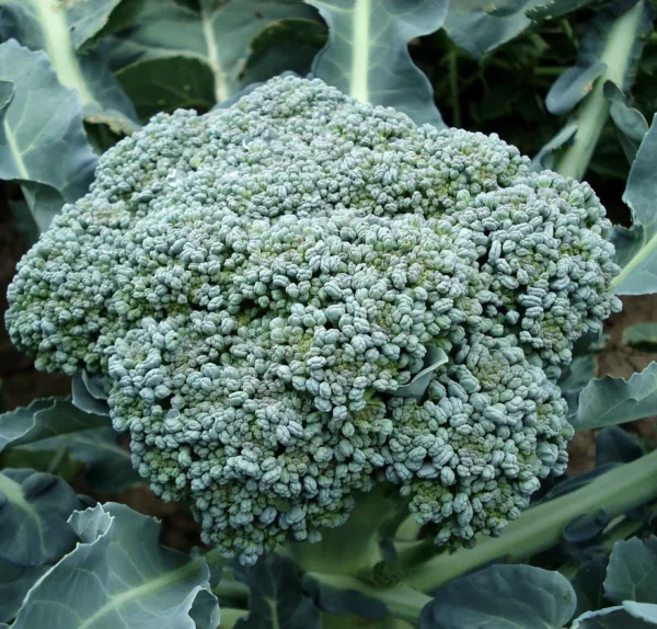 Fresh Organic Broccoli Seeds Calabrese Vegetable Seeds Packet 250 Seeds - £7.89 GBP