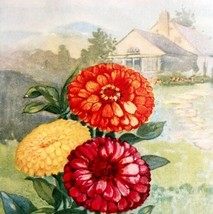 Zinnia Lithograph 1920 Flower Print Myron Van Brunt Floral Garden Art DWDD16 - £39.30 GBP
