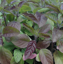 seeds red tulsi basil 200 leaf holy garden herb non-gmo - $92.84 MXN