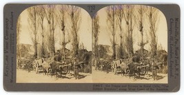 c1900&#39;s Real Photo Stereoview Ox Teams and Drivers in Rural Chile South America - £7.42 GBP