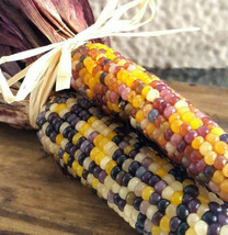 FROM USA  Red Husk Rainbow Ornamental Corn Seeds |Glass Gem Indian Flint Popcorn - £4.46 GBP