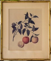 Vintage Fruit Lithograph Framed g50 - £98.89 GBP