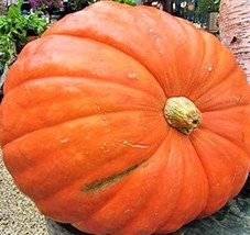 Big Max Pumpkin Seeds Seeds 5 Seeds  NON GMO     - £1.44 GBP