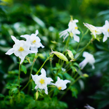 Perennial White Columbine 50 PCS Seeds - $9.00