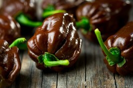 Grow In US Chocolate Habanero {Capsicum Chinense} 20 Seeds - £6.88 GBP
