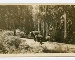 Mama Bear &amp; Cubs on a Log Real Photo Postcard Giant Forest California 1926  - $17.82