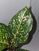 Aglaonema Peachy~Pink Horizon Live Plant 7 To 12&quot; Tall In 4&quot; Pot~Usa Seller - £31.18 GBP