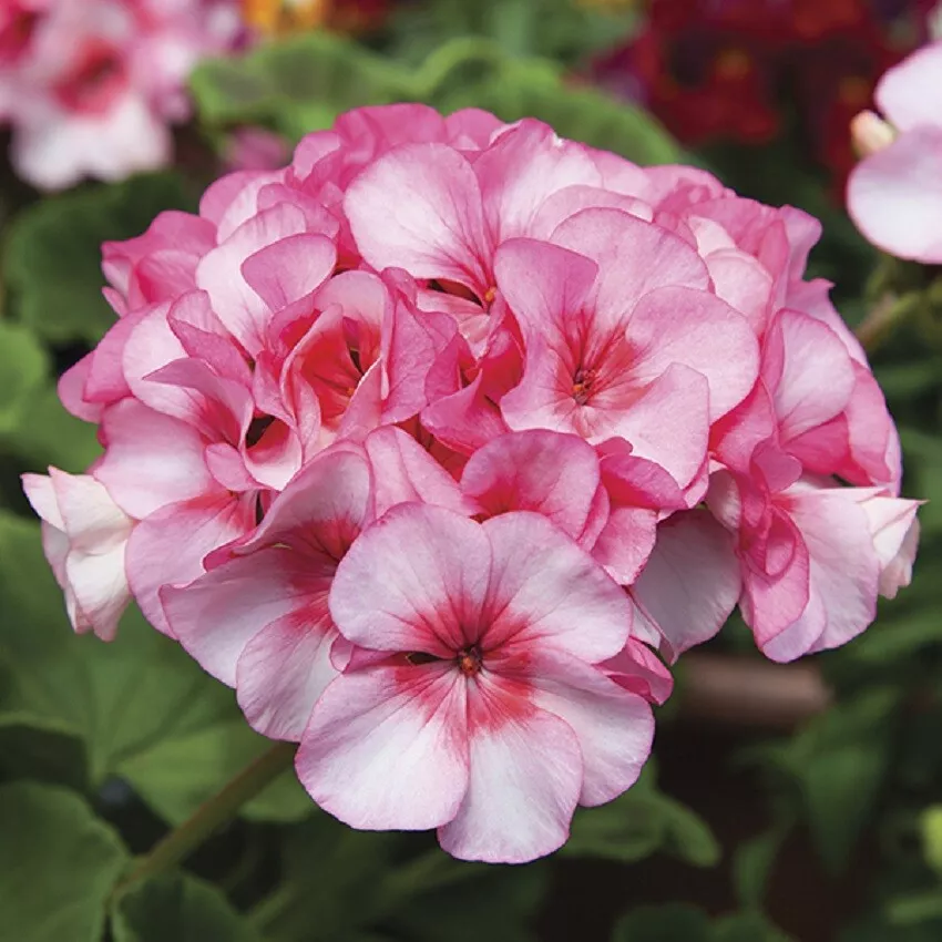 G_S Geranium Seeds Geranium Horizon New Star 15 Seeds F1 Hybrid - £13.22 GBP