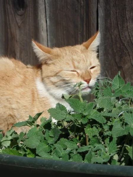 1000 Catmint Catnip Herb Seeds Catnip Is A Mint That Cats Like Garden - $6.58