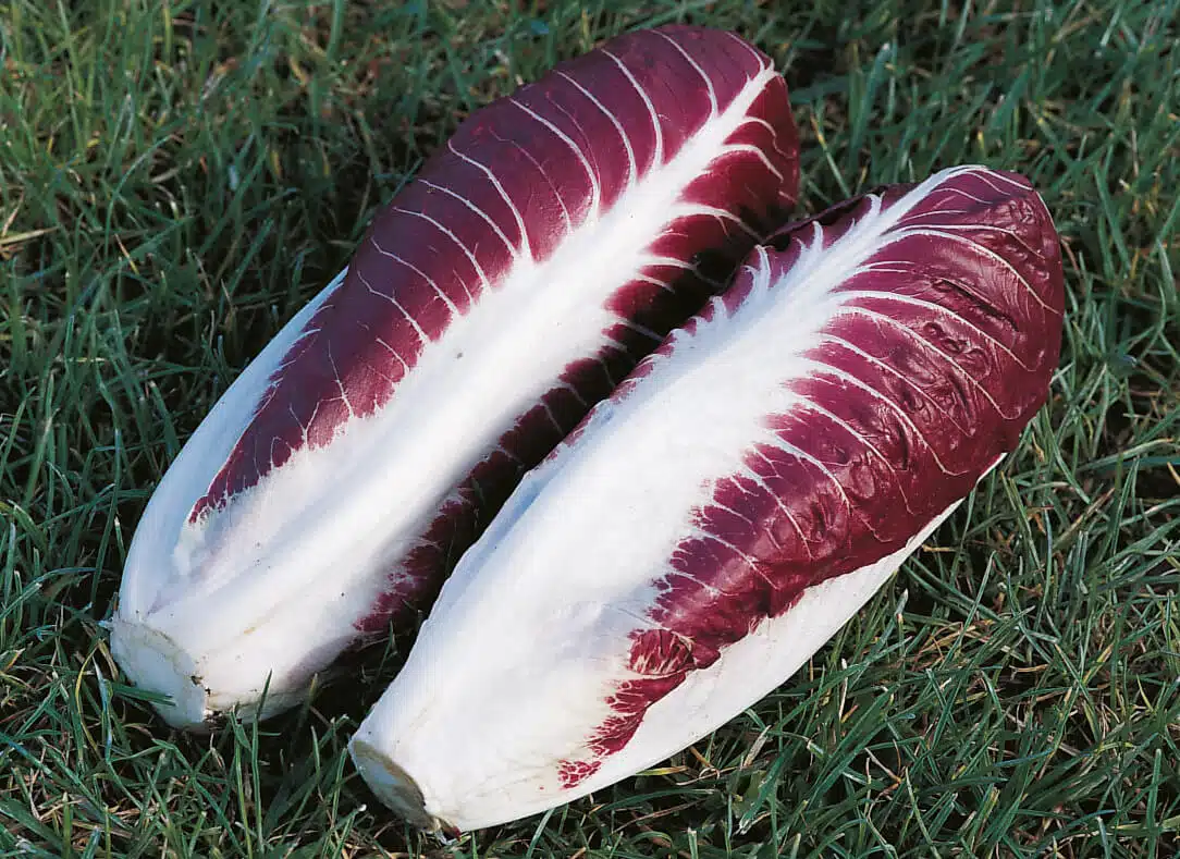 1000 Palla Rosa Radicchio Seeds Non-GMO Heirloom - $8.18 CAD