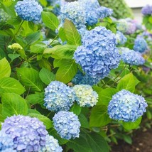 1 All Summer Beauty Blue Hydrangea Starter Plant 7M 1 Live Plant New Fresh  - £25.11 GBP