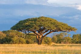 Umbrella Thorn Tree Acacia planifrons 20 Seeds - €9,27 EUR