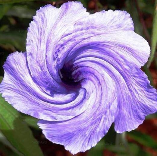 100Pcs Petunia Flower Seeds Purple White Bicolor Spiral Flowers Fresh Seeds - $12.36