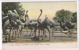 Ostriches Ostrich Farm Florida 1903 postcard - $6.44