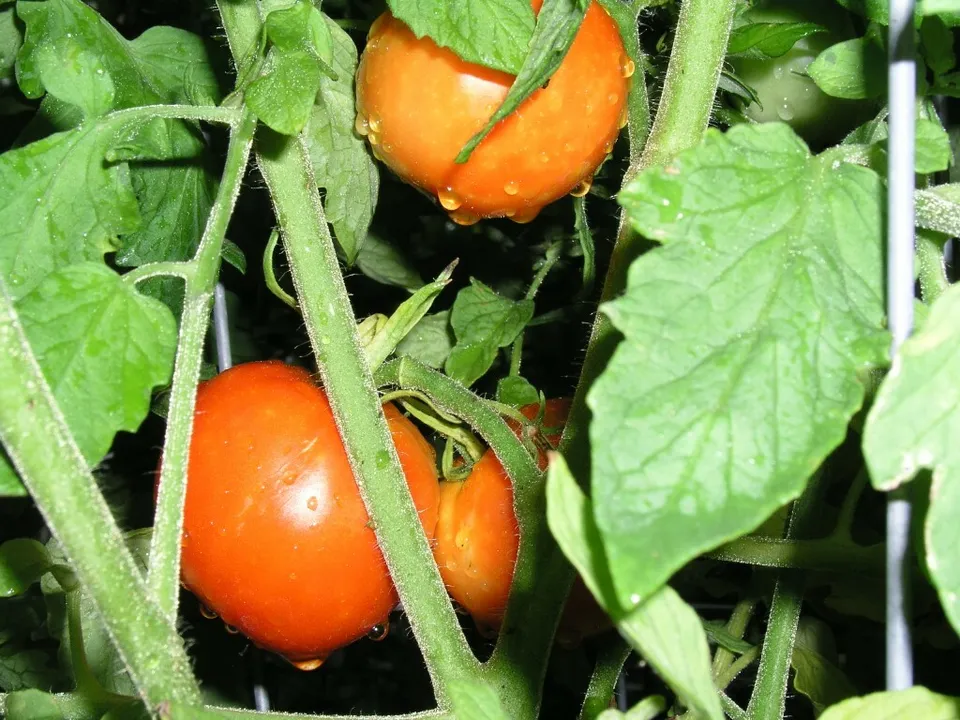 Homestead Tomato Vegetable Garden HEIRLOOM NON GMO 100 Seeds - £7.68 GBP